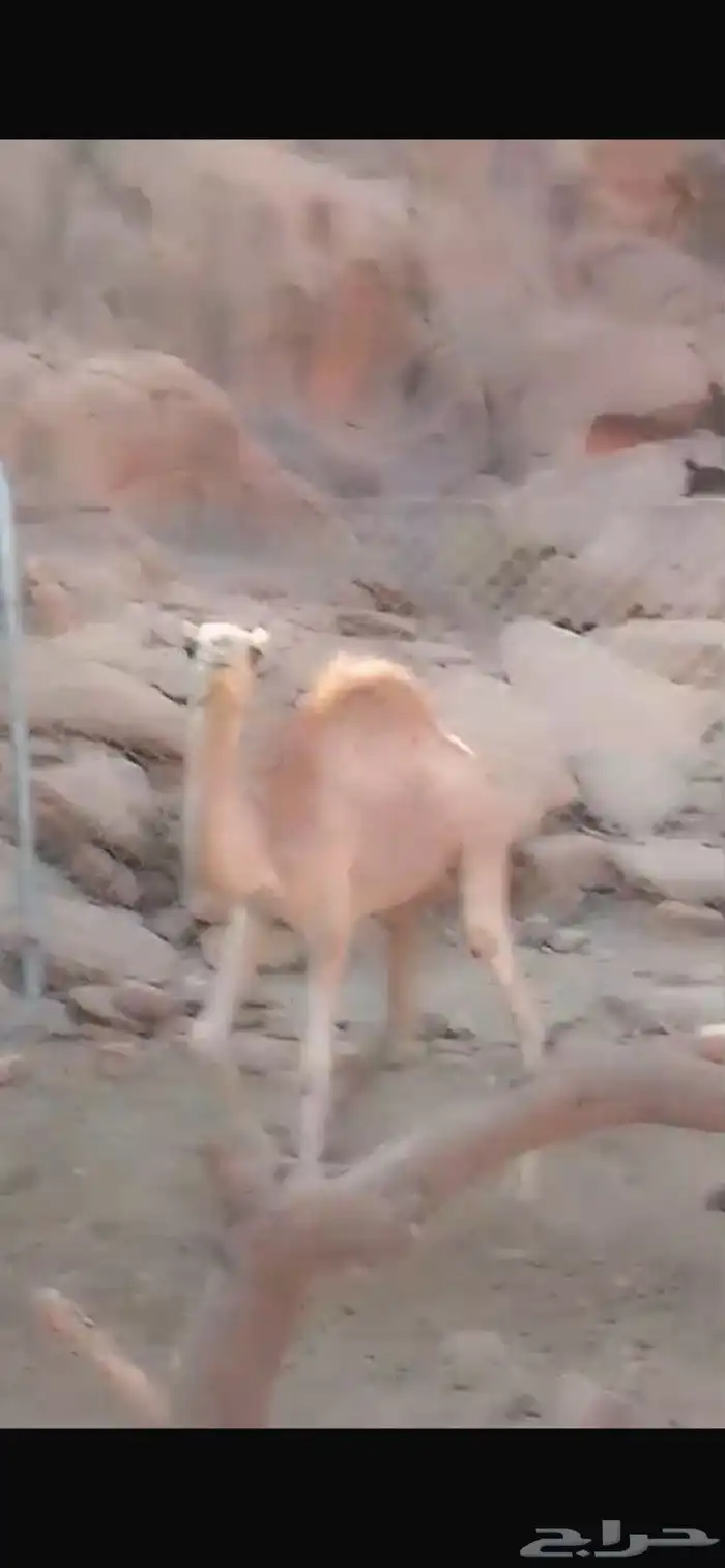 بكره للبيع 8-10 شهور مهجنه الاب حر والام خواره 4