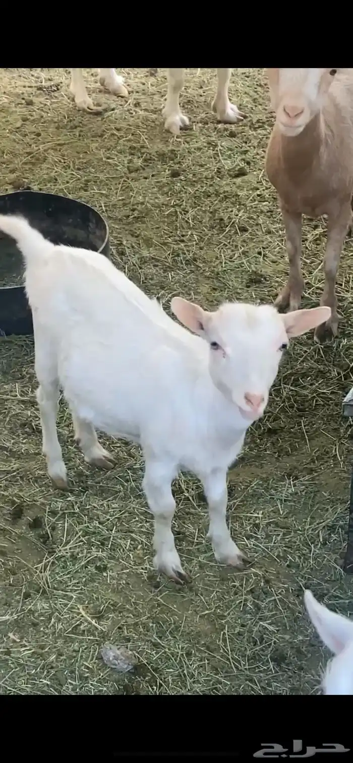 معزاء قزمية تشيكية 3