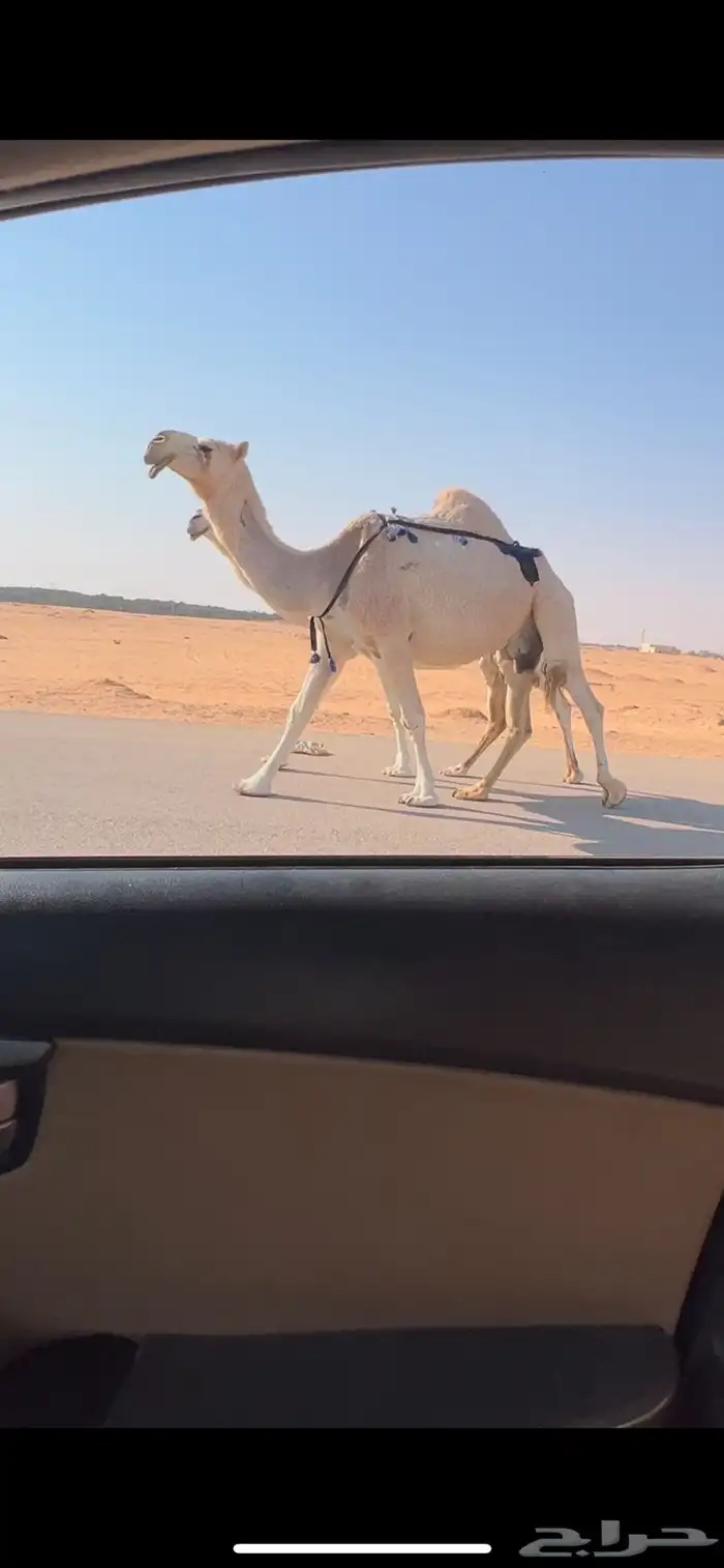 عشرا شقحا ضروبه طيبه 3