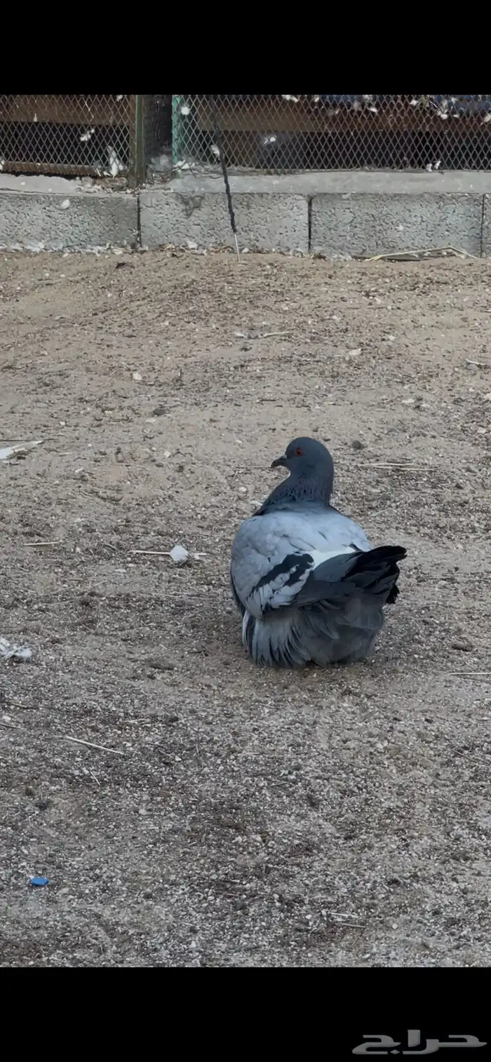 جوز فرش تب 0