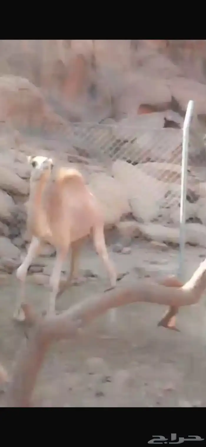 بكره للبيع 8-10 شهور مهجنه الاب حر والام خواره 3