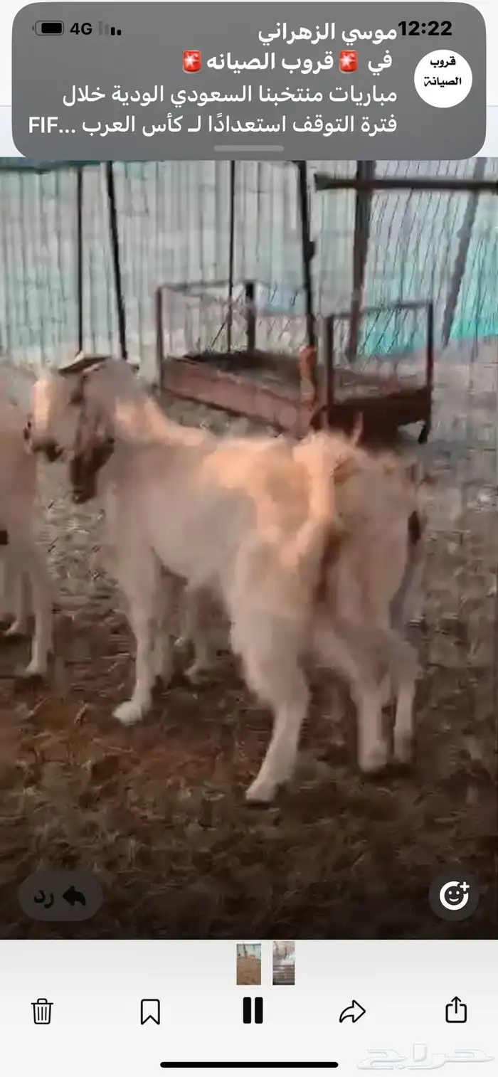 6معزا خلفات معها11 9