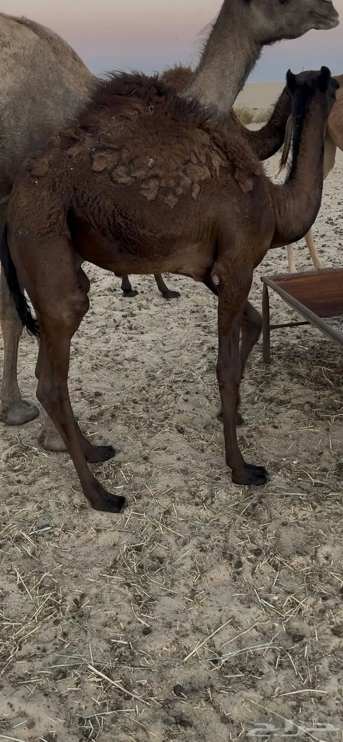 قعود مفرود 0