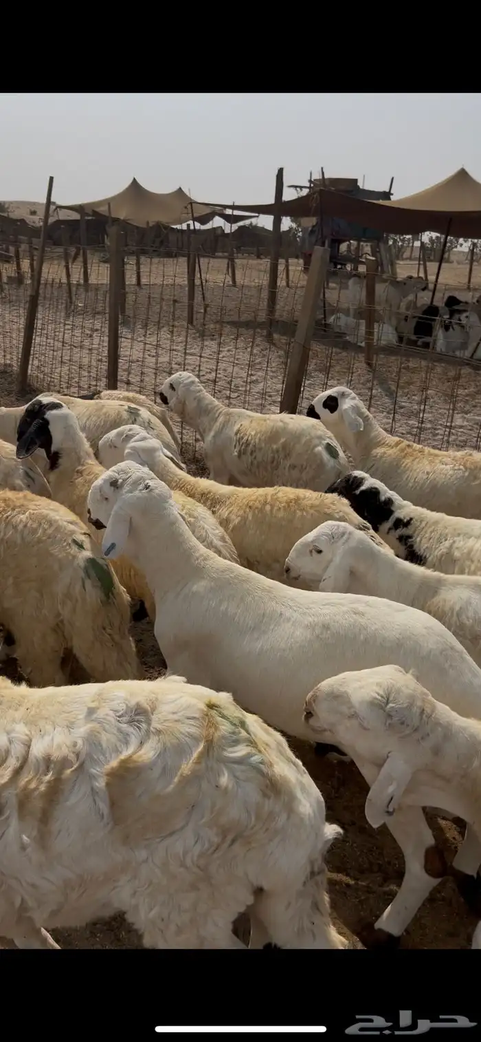 طليان سواكن مرابي دمازين ظهورها فل الفل 1