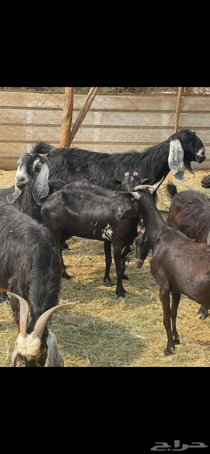 11عوارض طيبات جروم ودفيع ع560 ريال 6