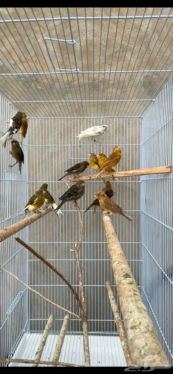 ماشاءالله كناري انتاج البلد 0