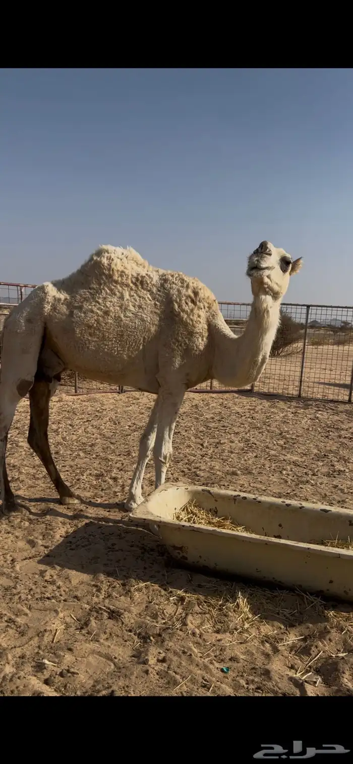 بكرتين وناقه للبيع 4