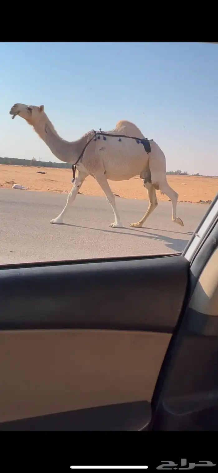 عشرا شقحا ضروبه طيبه 0