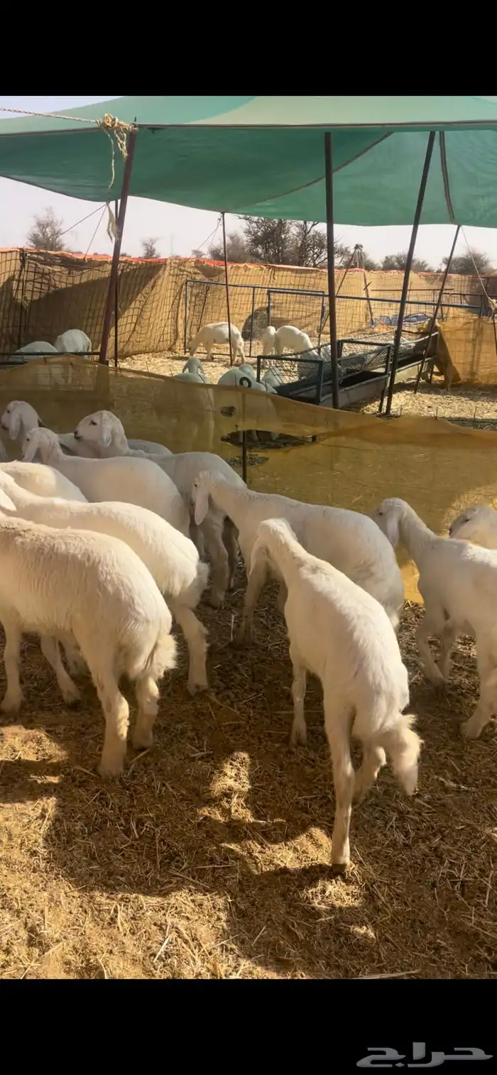 بهم تربيه طيب 0