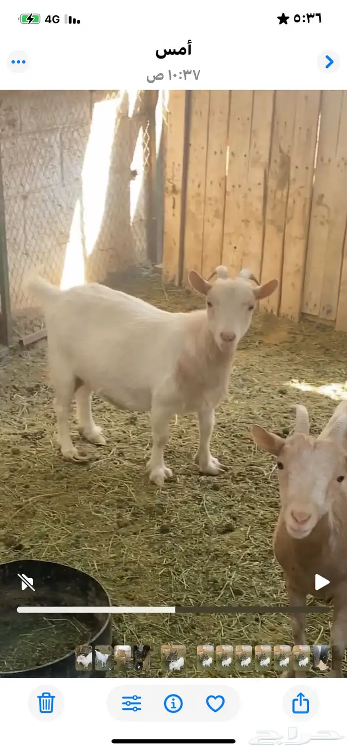 معزاء قزمية تشيكية 4