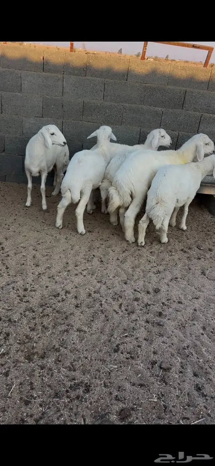 طليان حريات 0