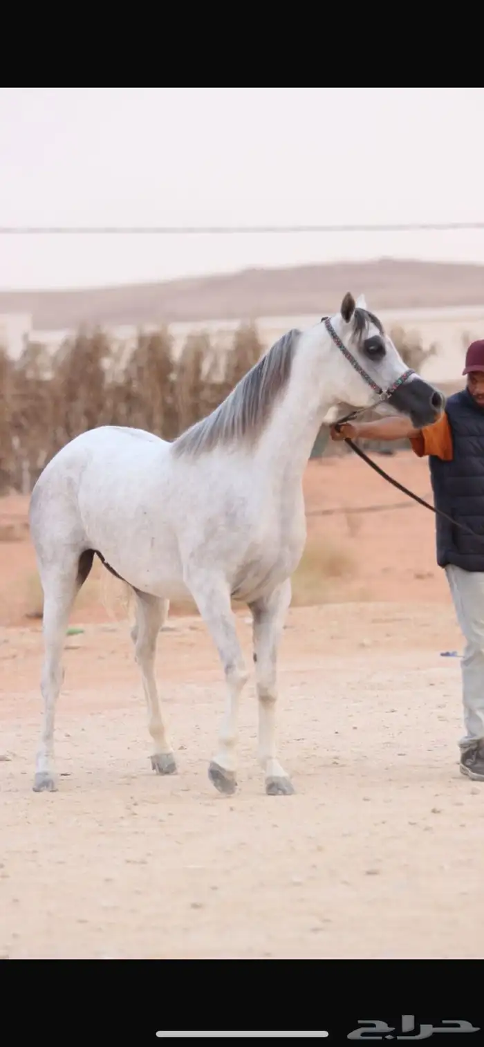 افراس للبيع 1