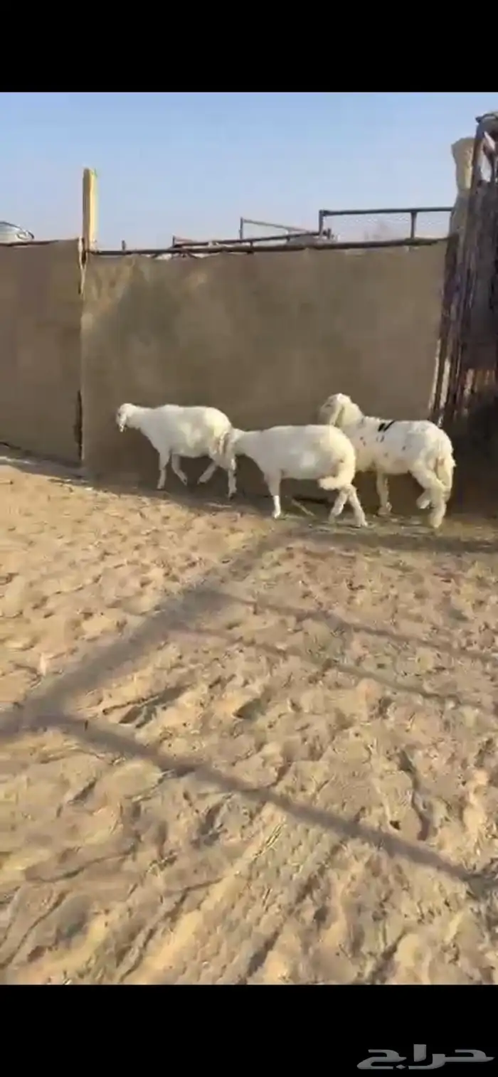 تربيه كفوو شرح وشعره 2