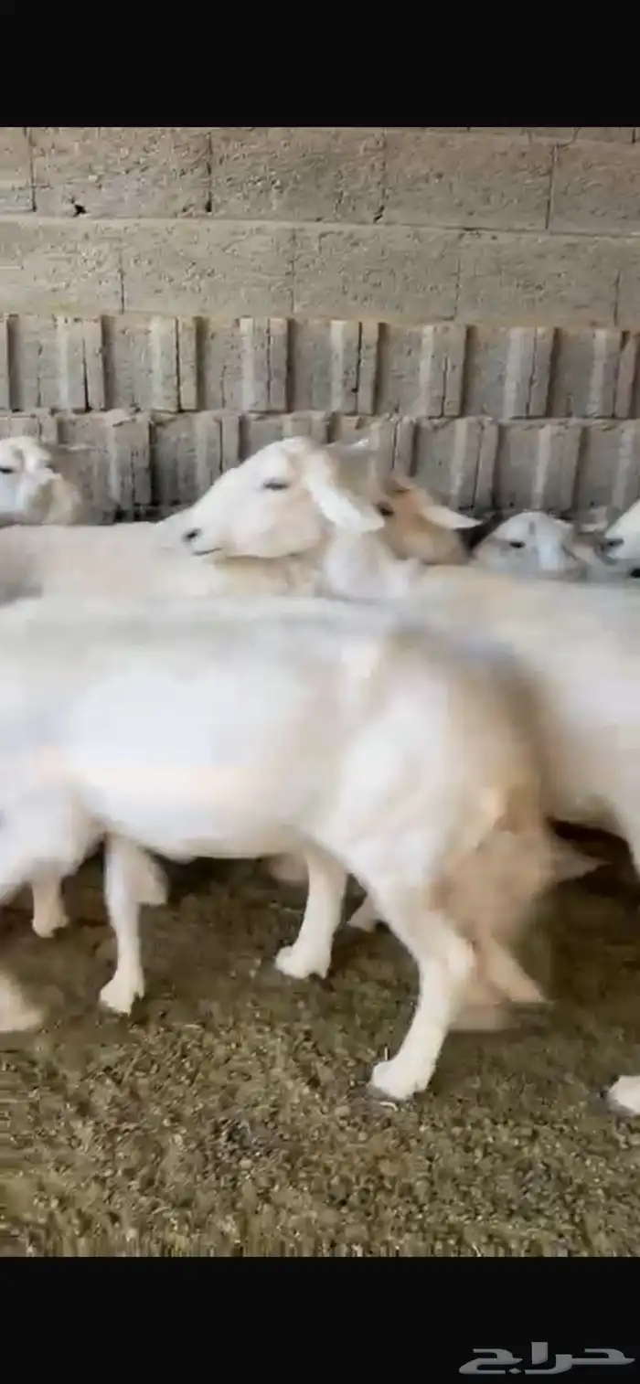 غنم حررش 0