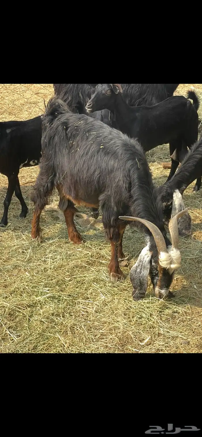 11عوارض طيبات جروم ودفيع ع560 ريال 2