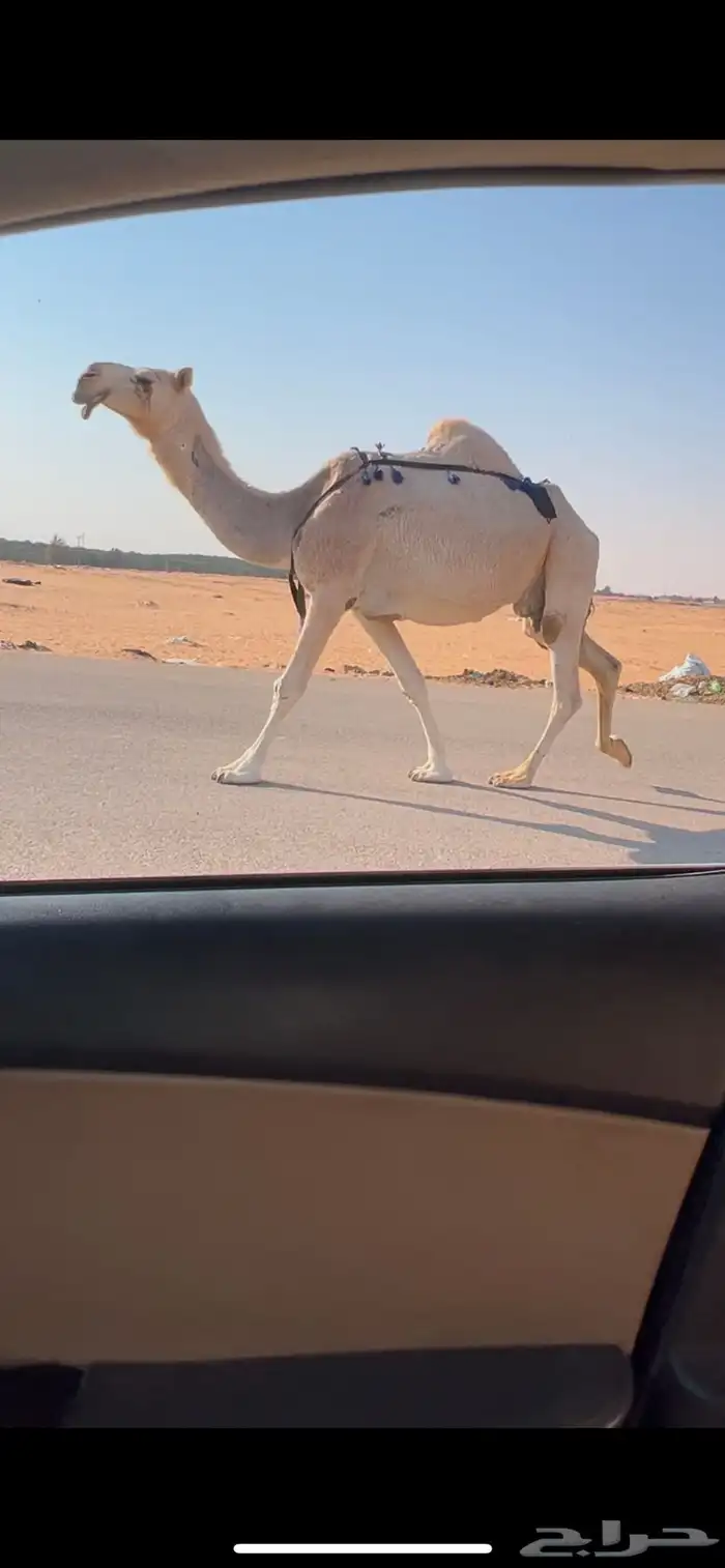 عشرا شقحا ضروبه طيبه 2