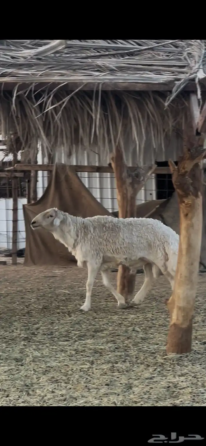 فحول حريات حرش 2 كفو ومشروطه ومقطع فديو 2