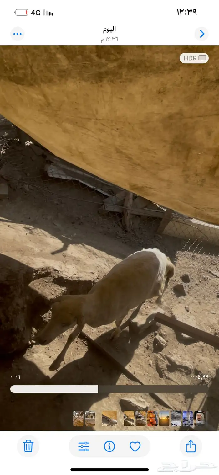 للبيع نعجه سنها رباع 2