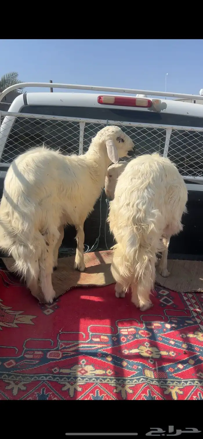 خرفان للبيع صفر 7