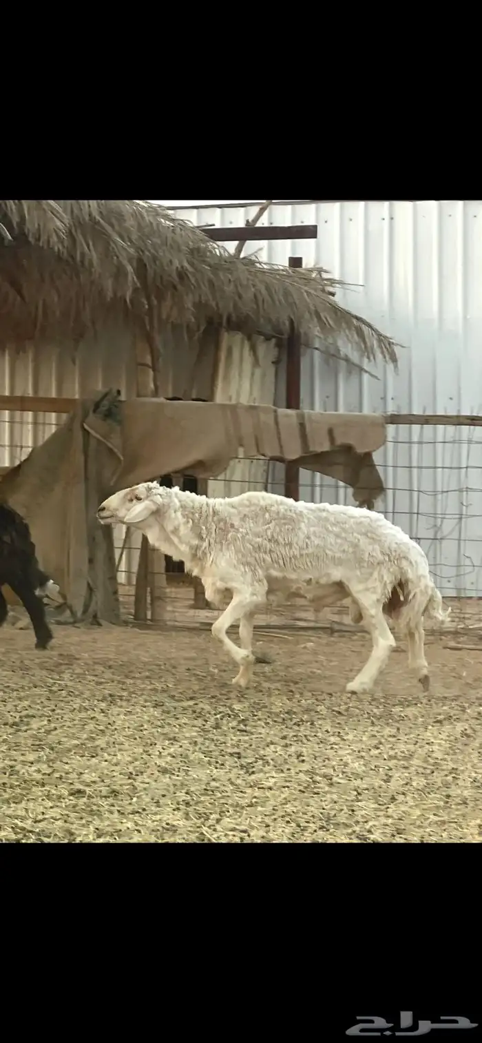 فحول حريات حرش 2 كفو ومشروطه ومقطع فديو 1