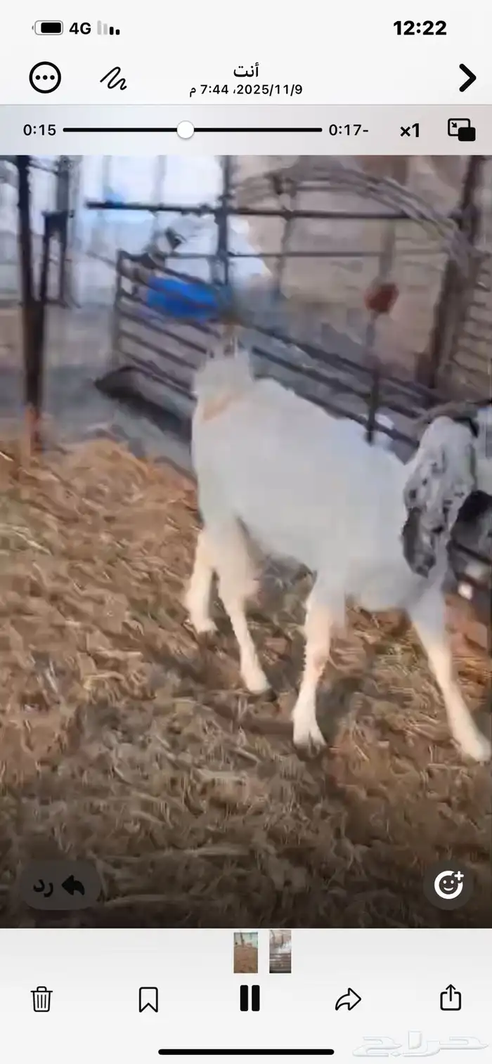 6معزا خلفات معها11 8