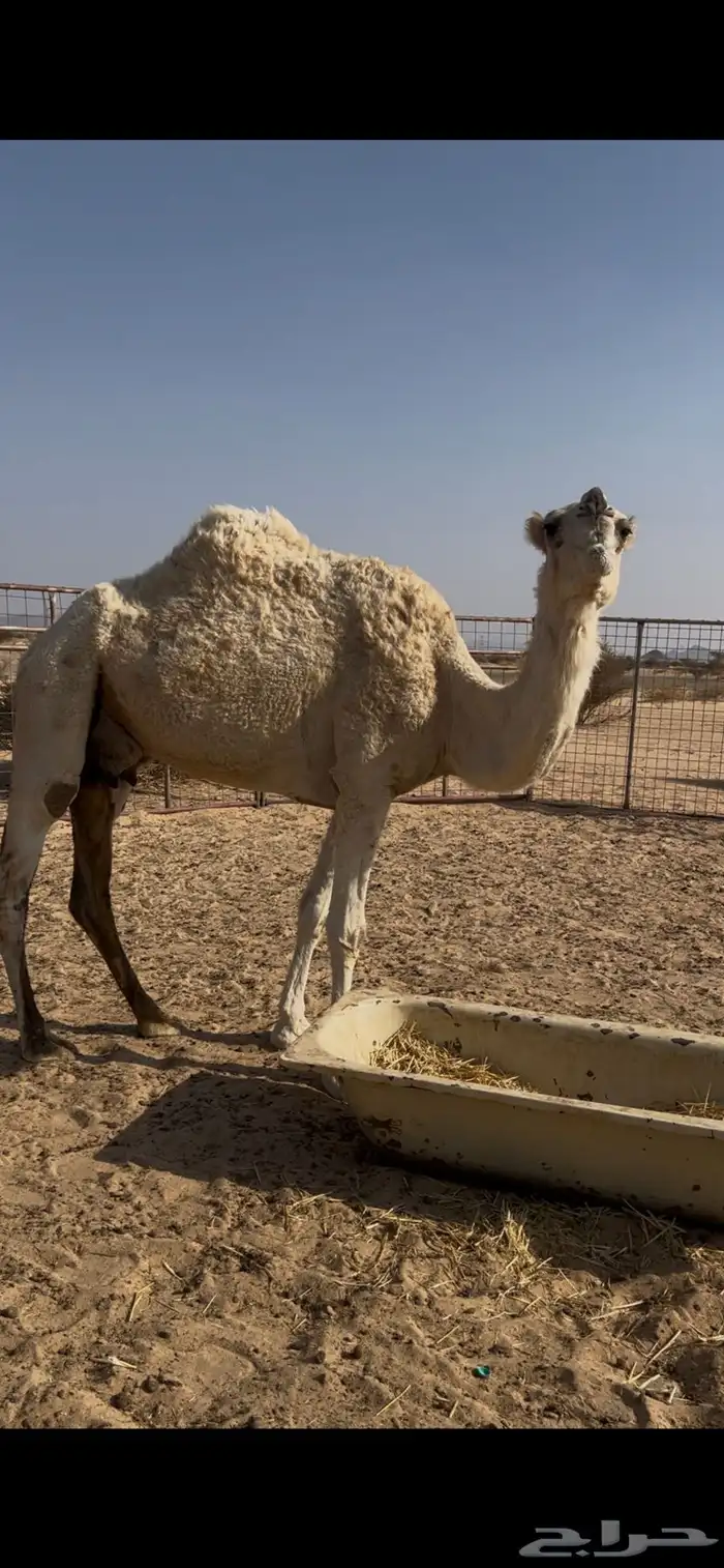 بكرتين وناقه للبيع 2