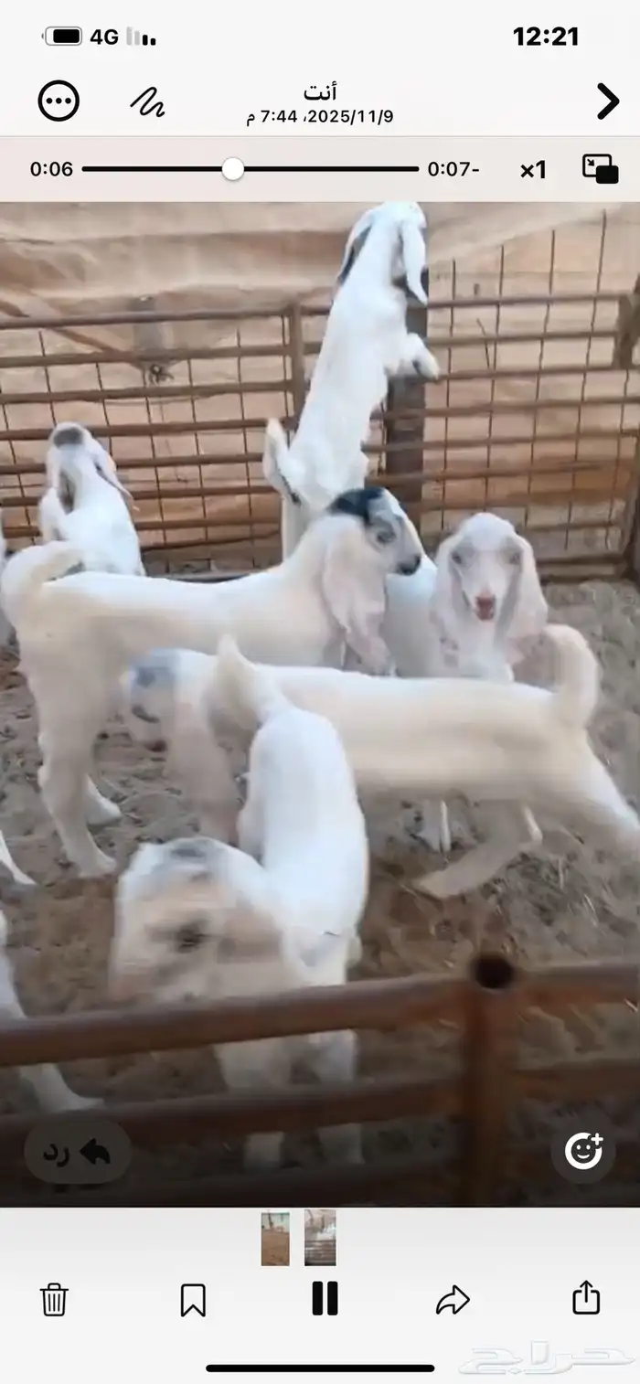 6معزا خلفات معها11 11