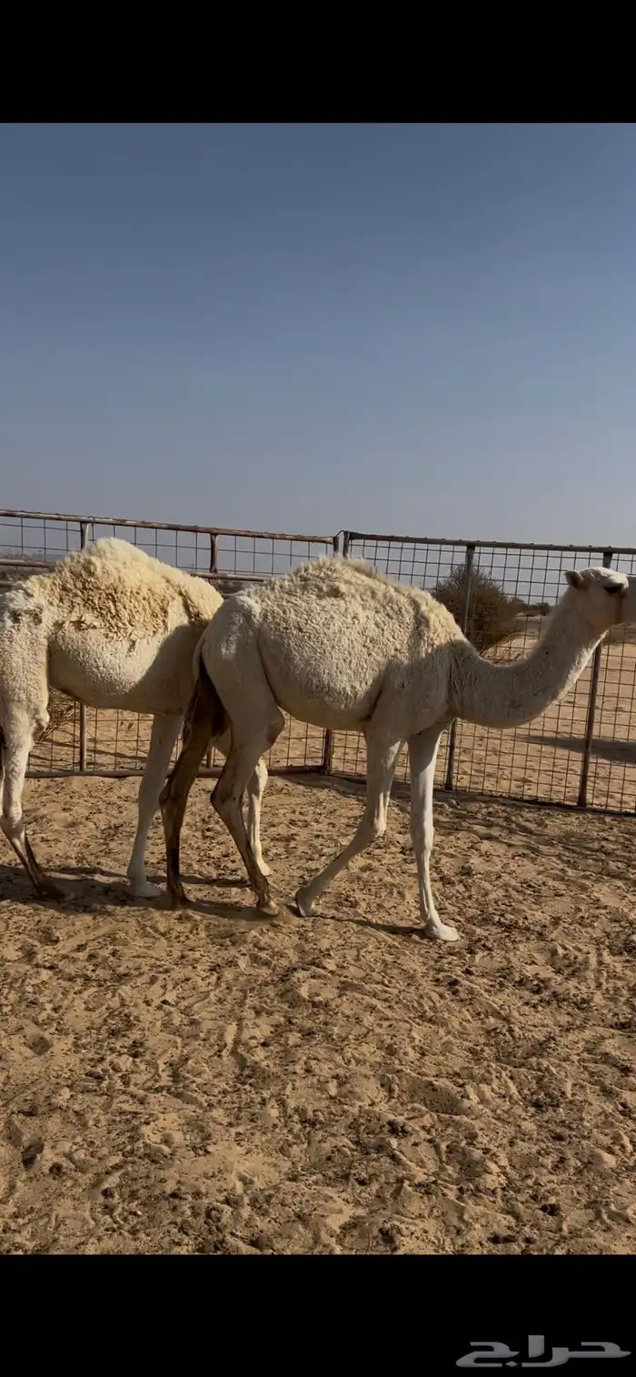 بكرتين وناقه للبيع 1