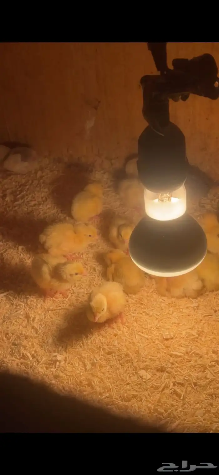 صوص دجاج وصوص سمان تكساس تم البيع 5