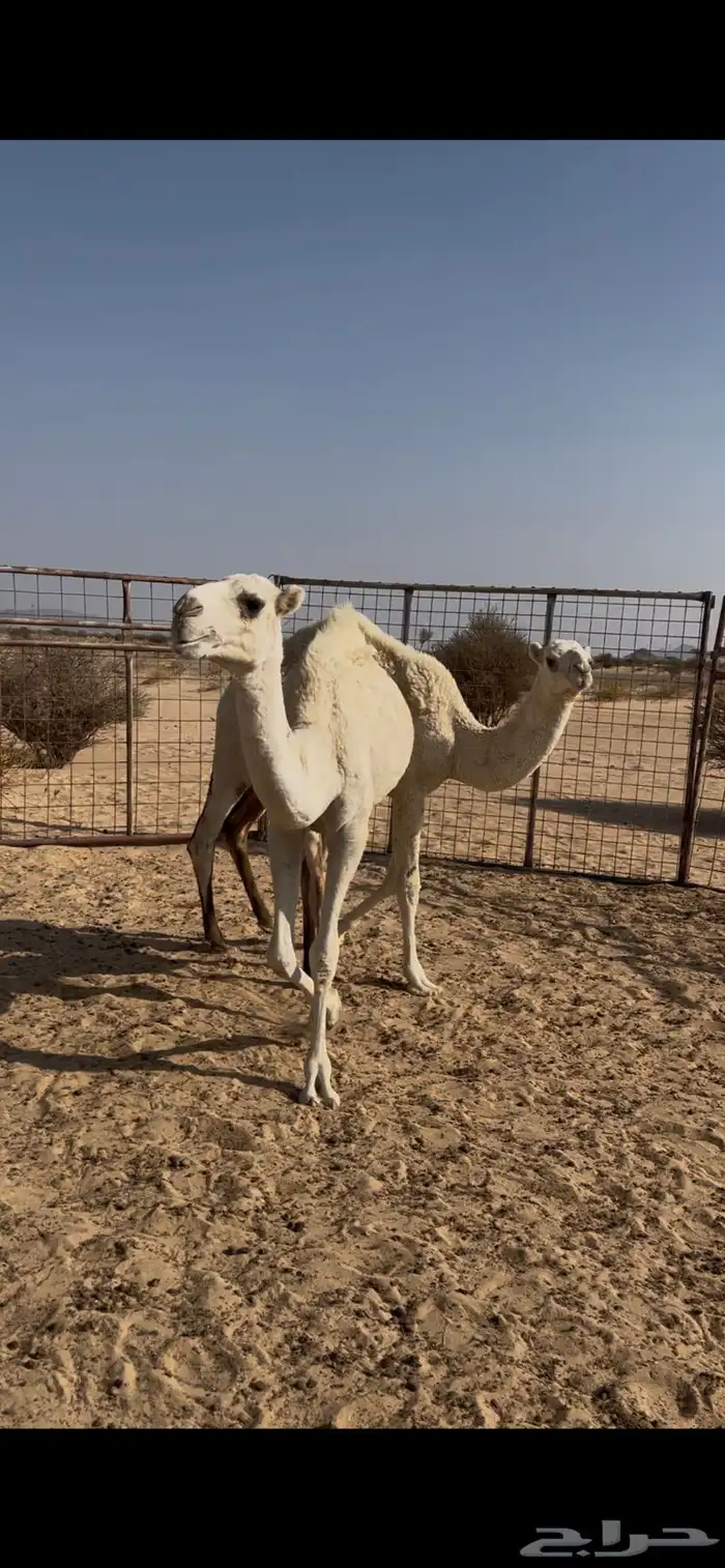 بكرتين وناقه للبيع 0