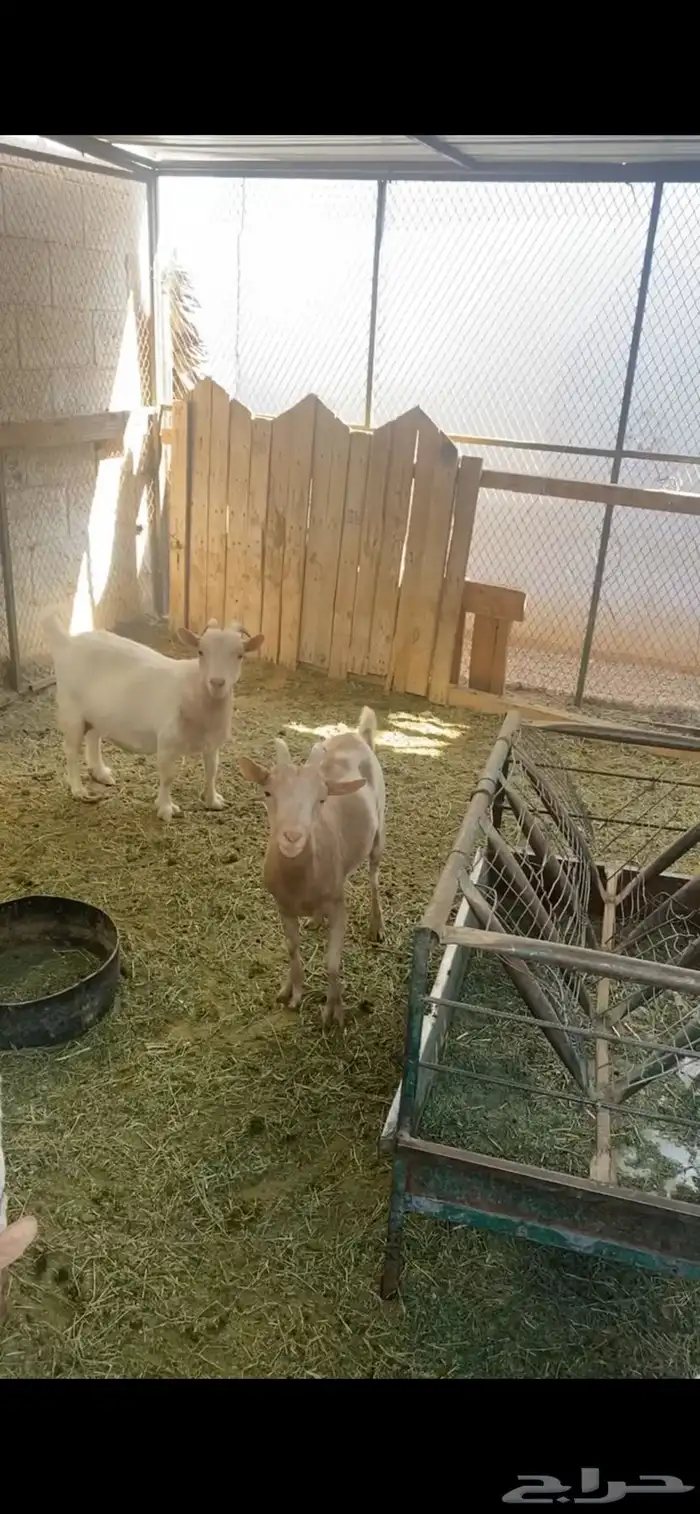 معزاء قزمية تشيكية 0