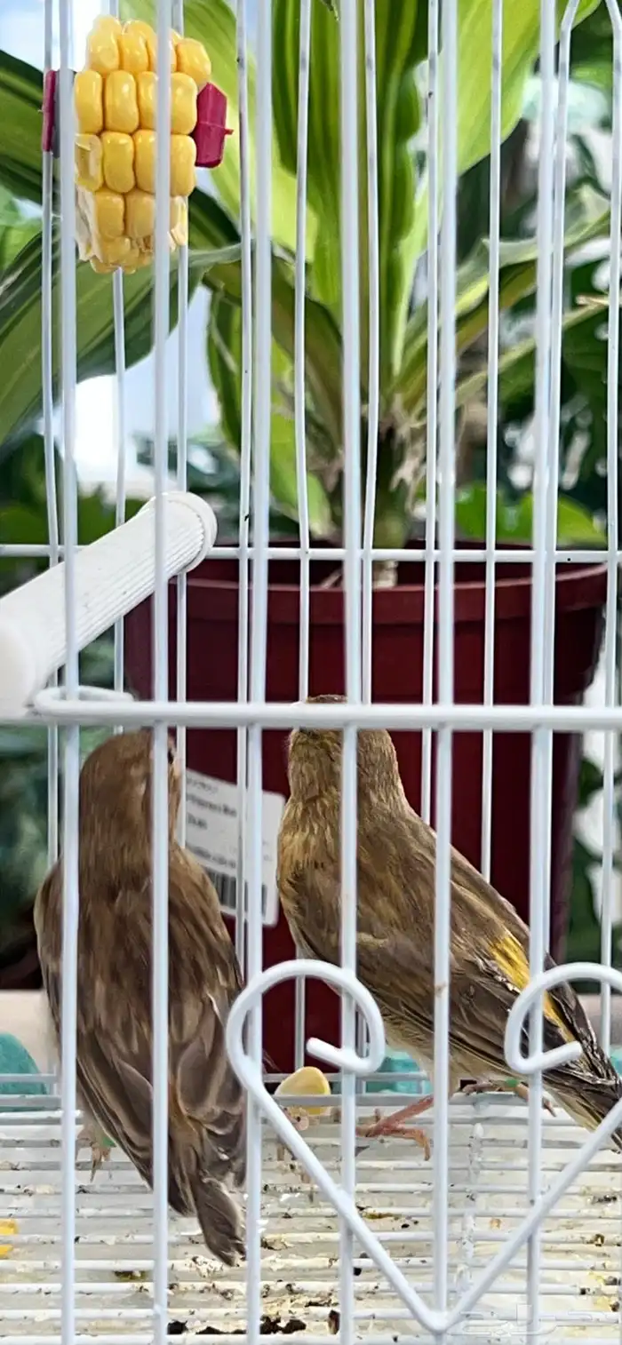 عدد اثنين فروخ كناري ( تم البيع ) 7