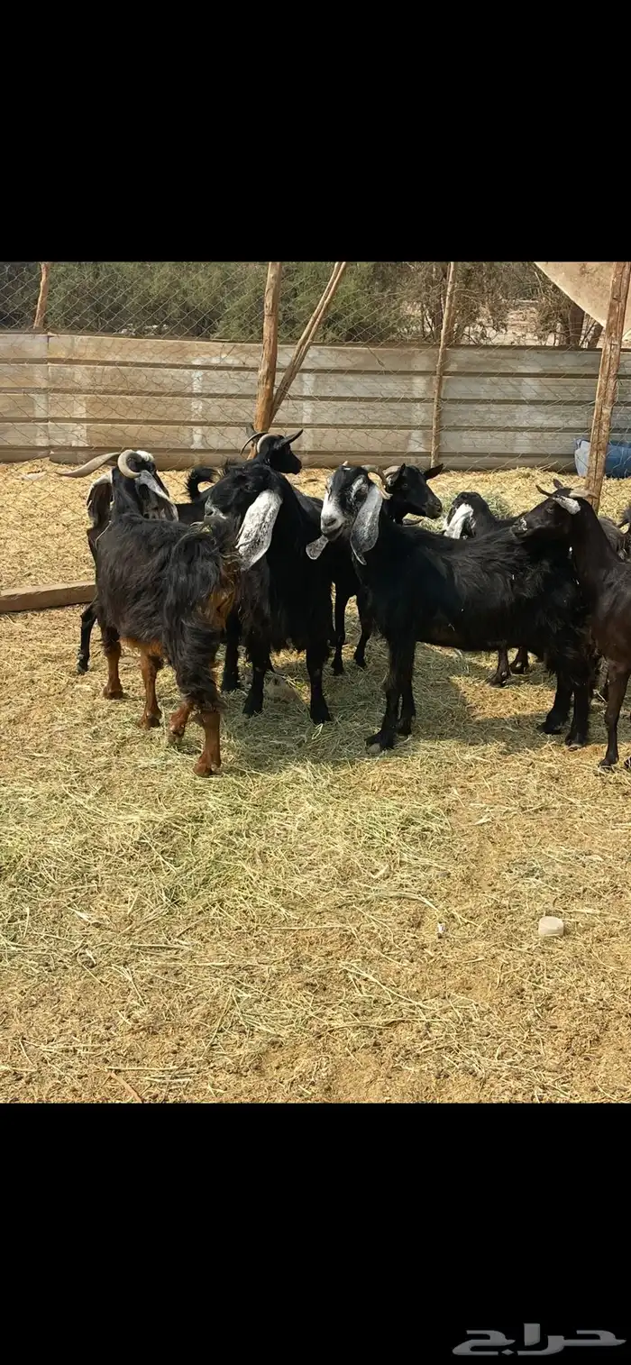 11عوارض طيبات جروم ودفيع ع560 ريال 4