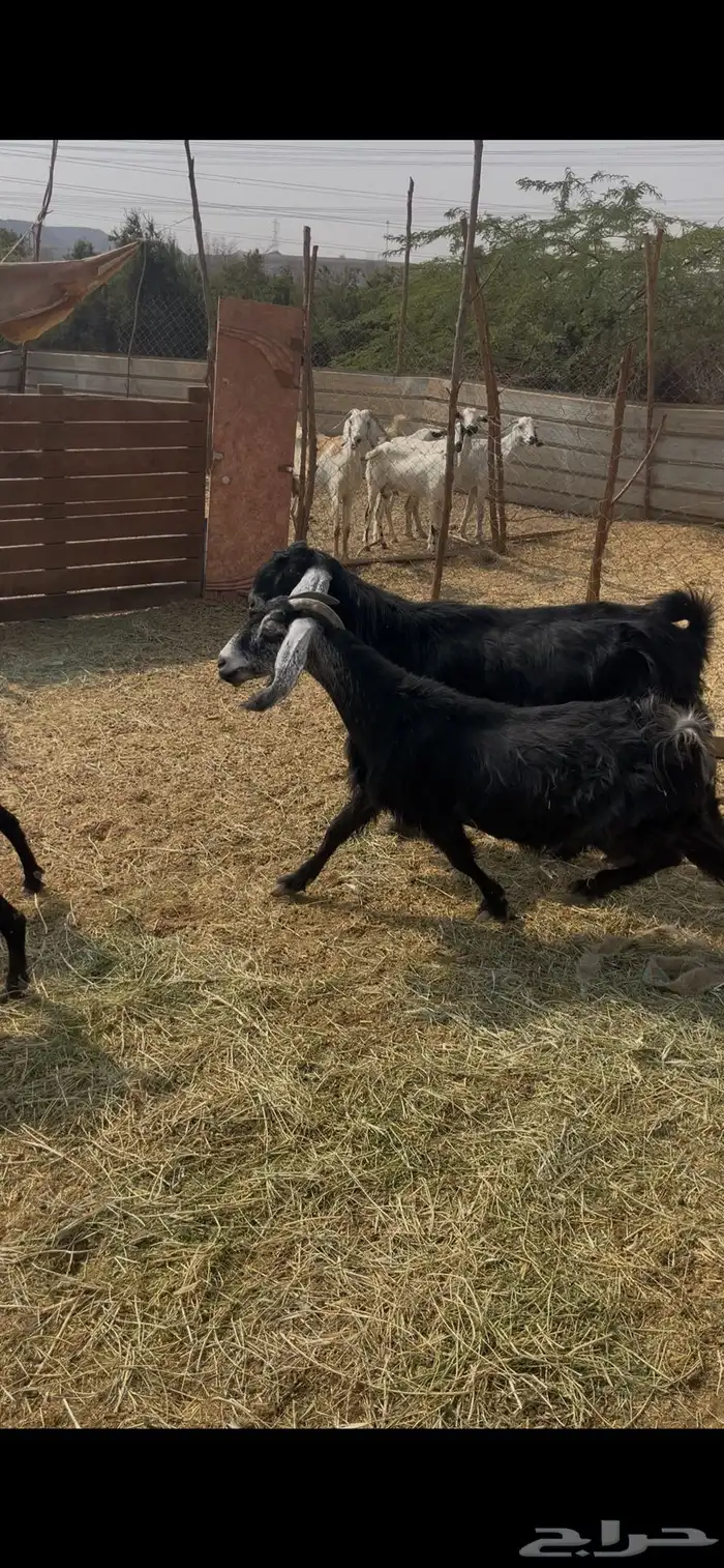 11عوارض طيبات جروم ودفيع ع560 ريال 0