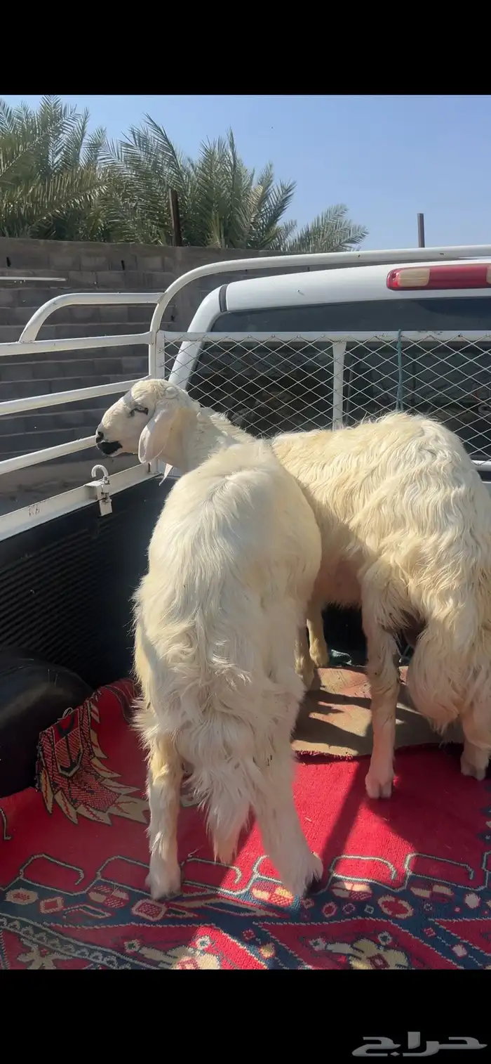 خرفان للبيع صفر 4