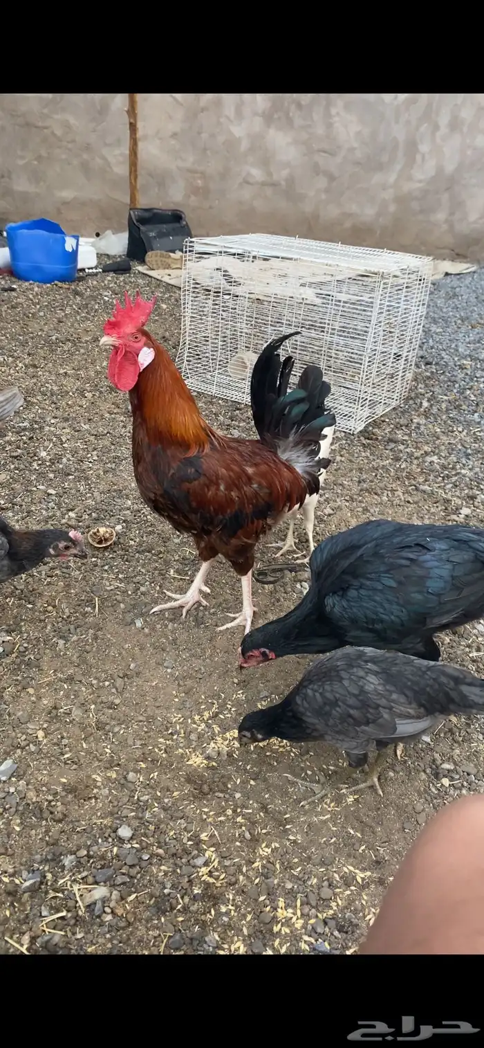 ديك عربي للبيع 0