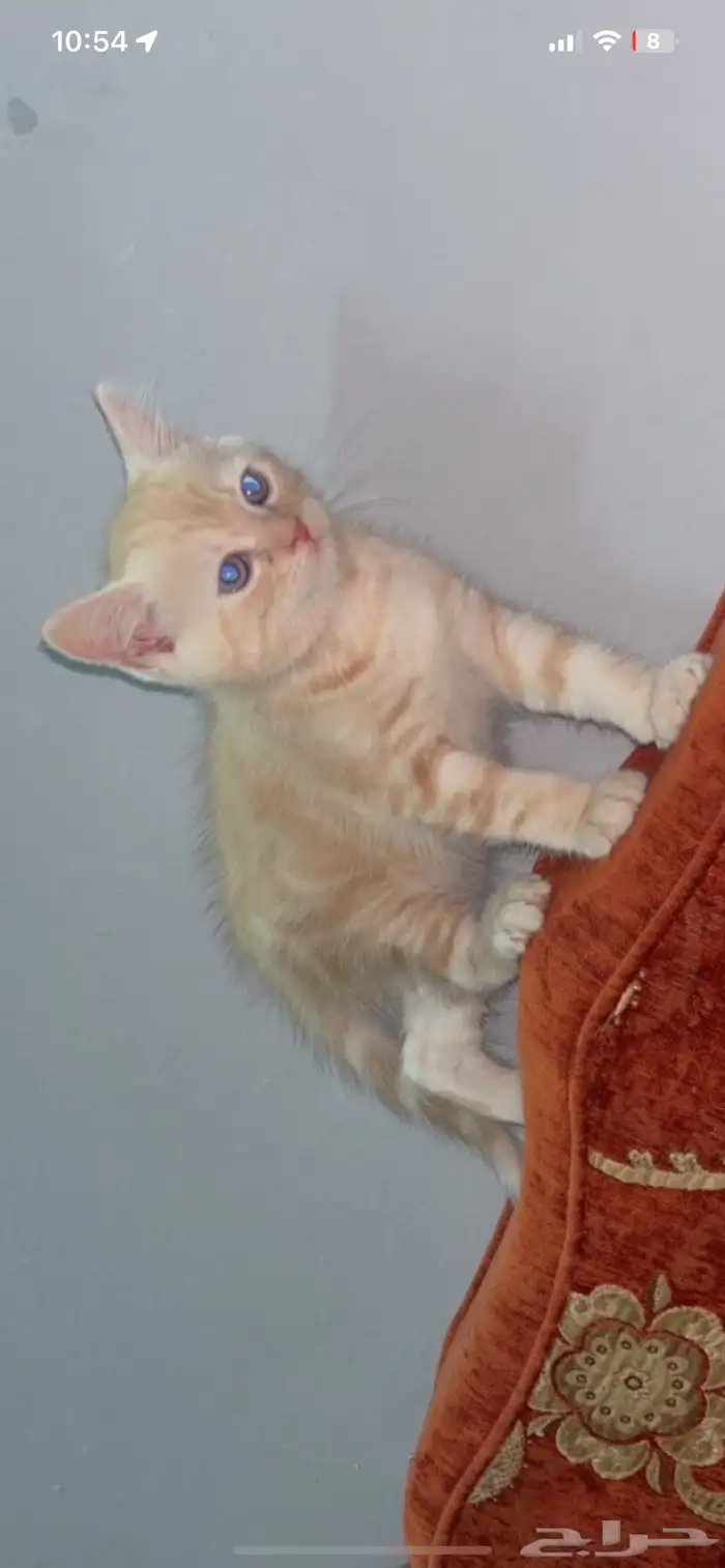 قطط للبيع 100 للواحد كيتن قطط صغيرة 1