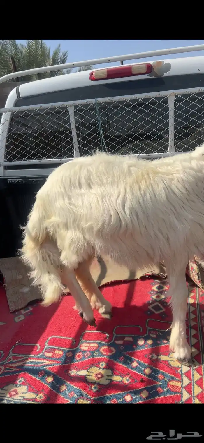 خرفان للبيع صفر 2