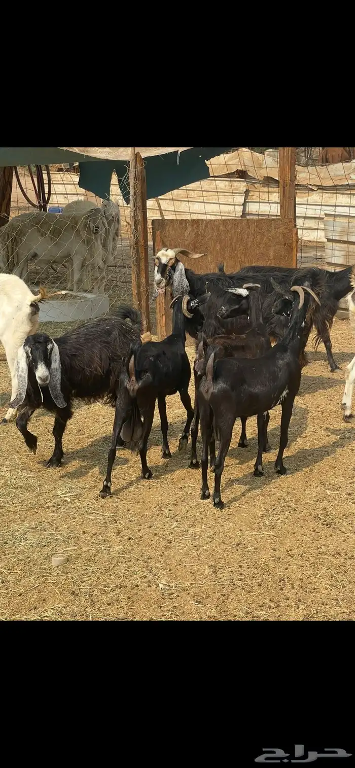 11عوارض طيبات جروم ودفيع ع560 ريال 5