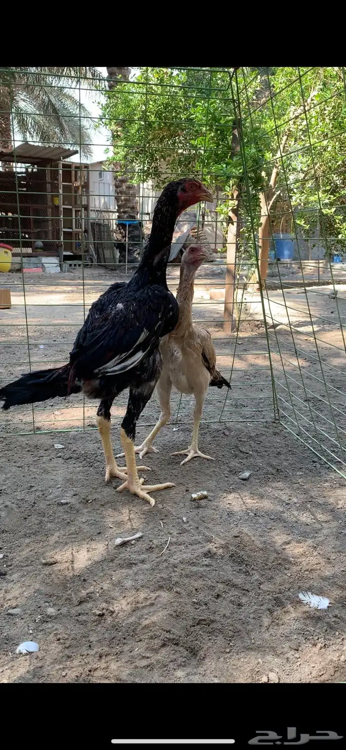 للبيع دجاج شامو 1