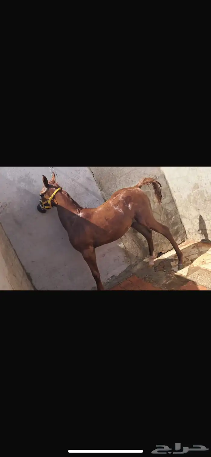 افراس للبيع 3