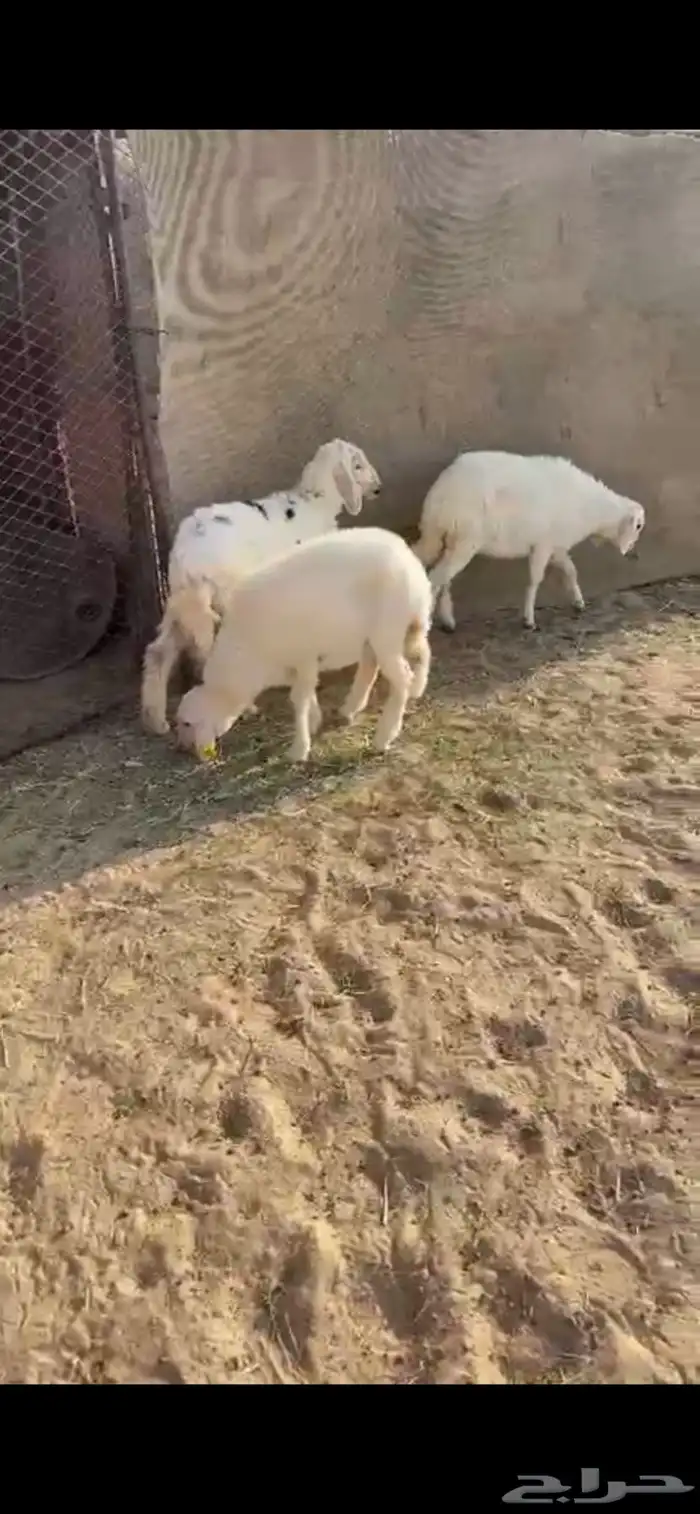 تربيه كفوو شرح وشعره 1