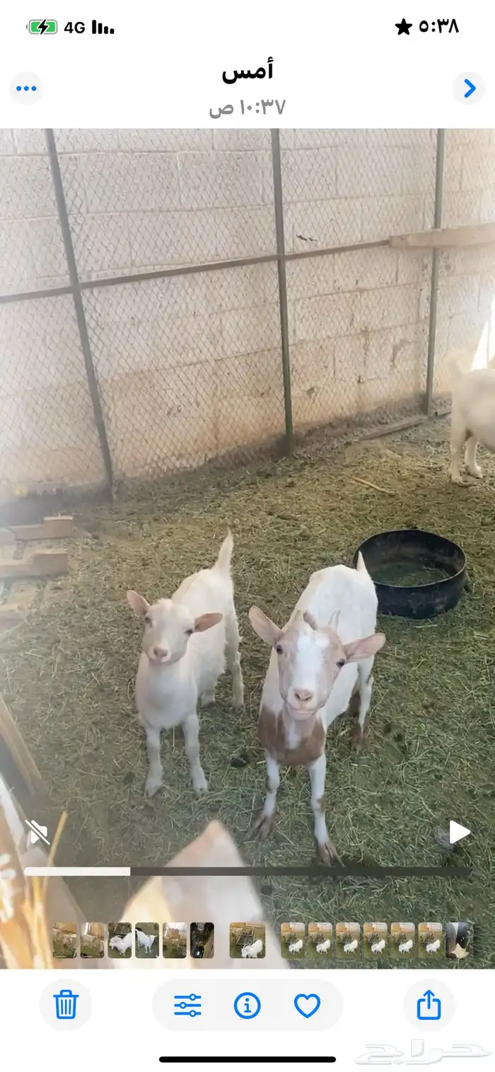 معزاء قزمية تشيكية 1