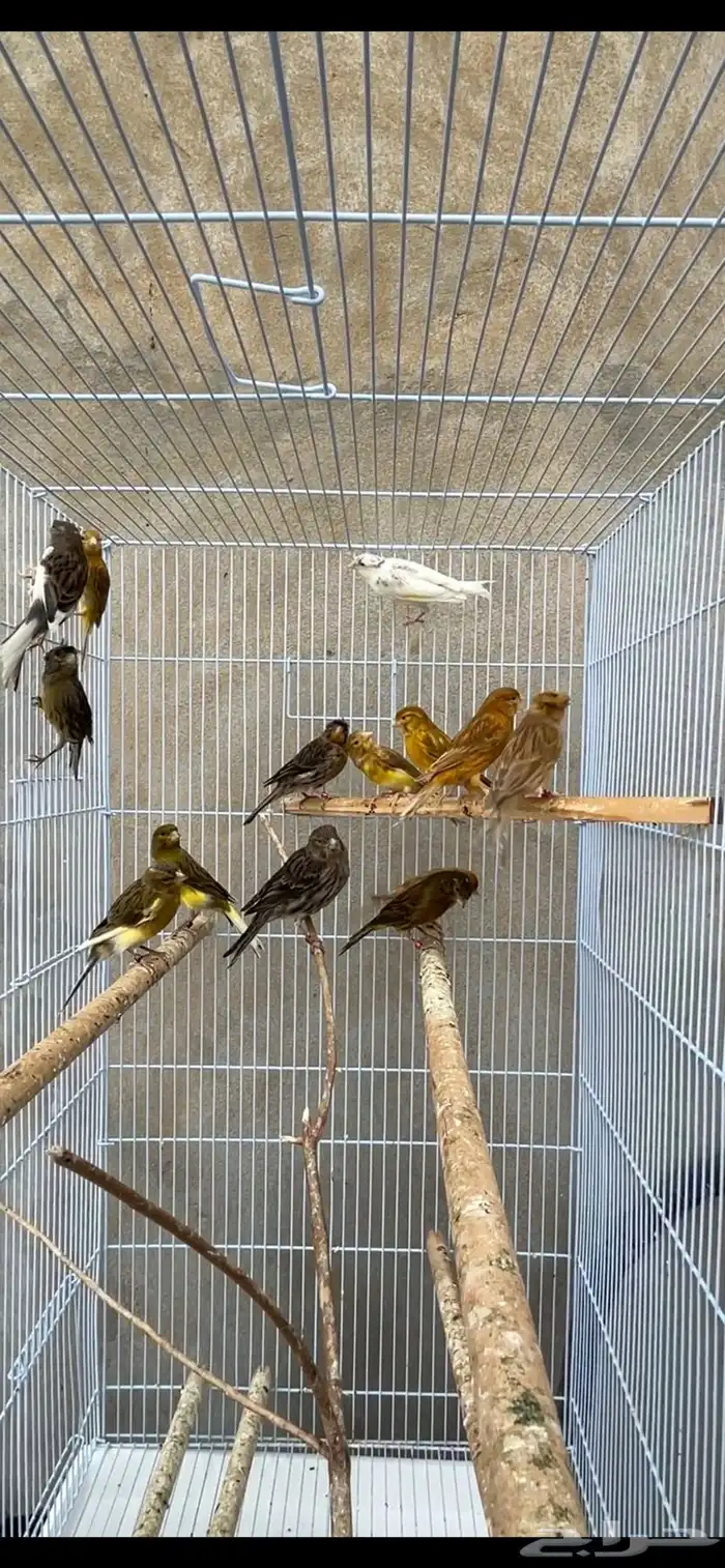 ماشاءالله كناري انتاج البلد 3