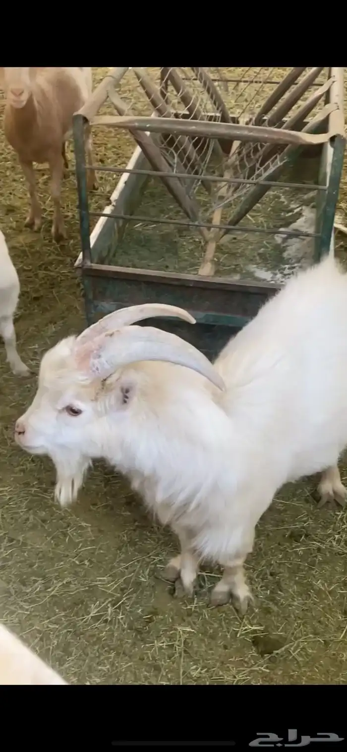 معزاء قزمية تشيكية 2