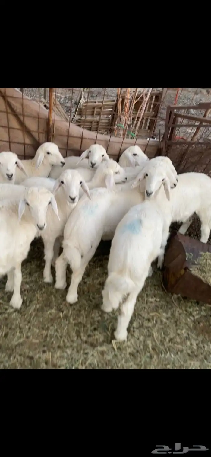 البيع طليان 0