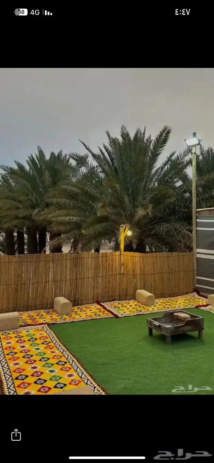 سعف وخزاز نخل لزينه الحدايق والأكواخ شتويه 2