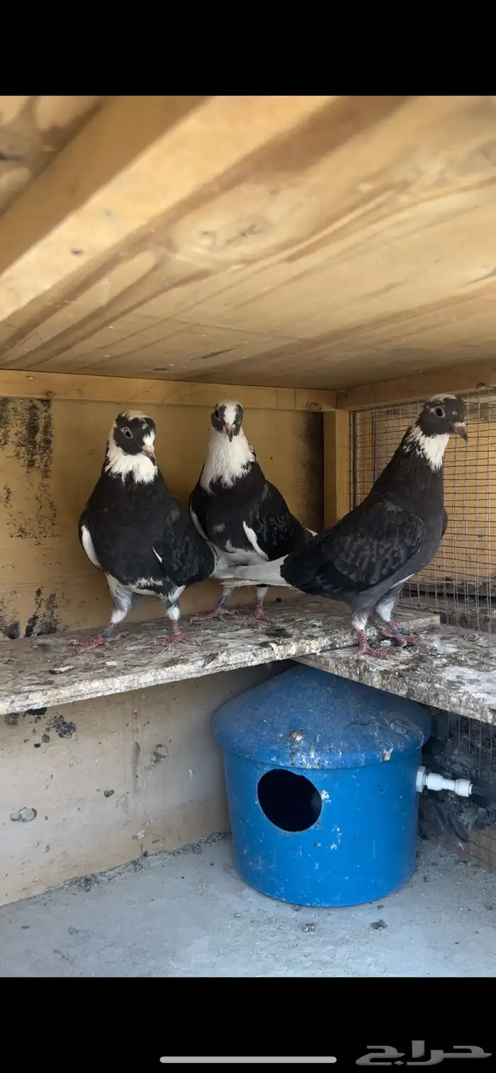 حمام قطيفي للبيع 1