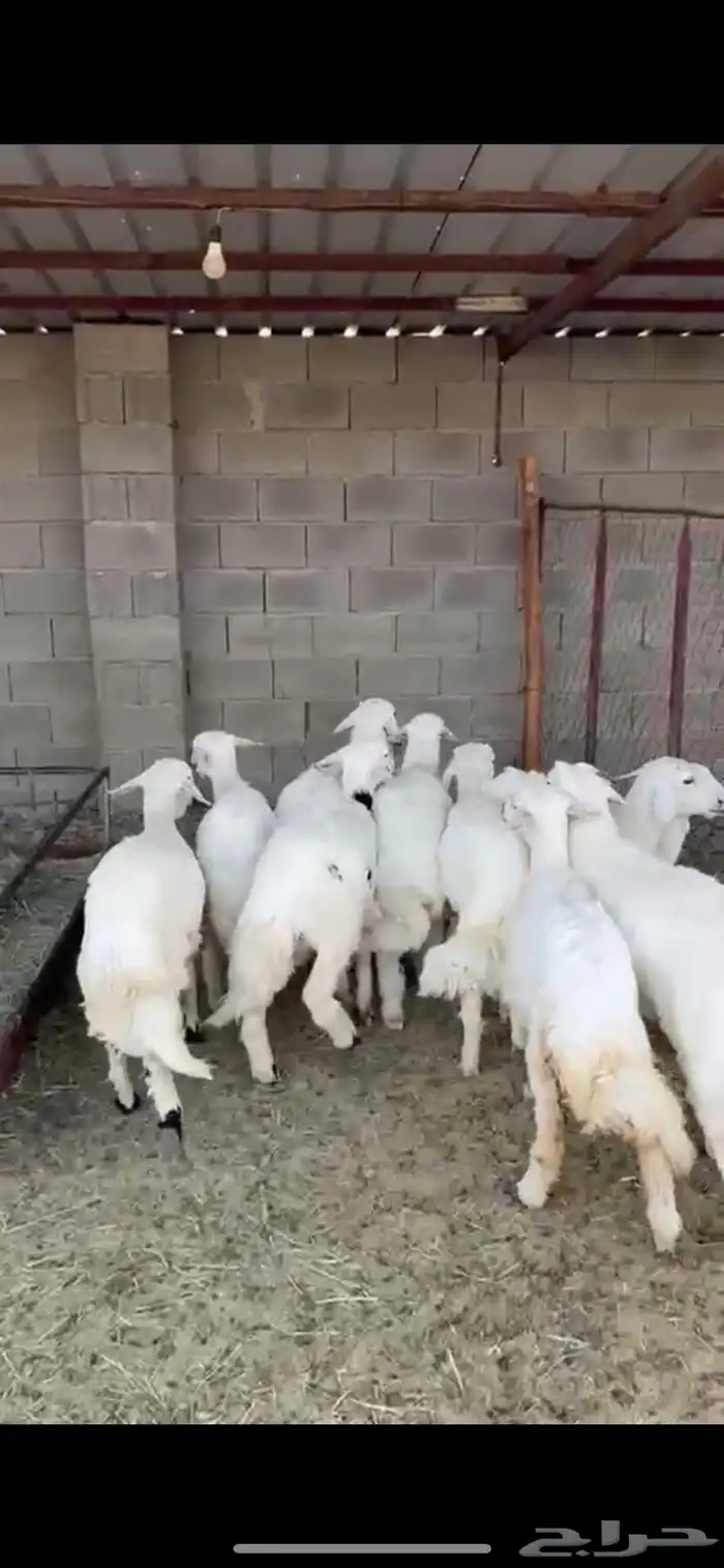 10مابين رخل وخروف 0