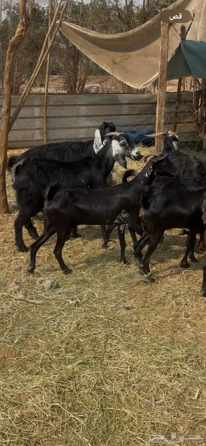 11عوارض طيبات جروم ودفيع ع560 ريال 3